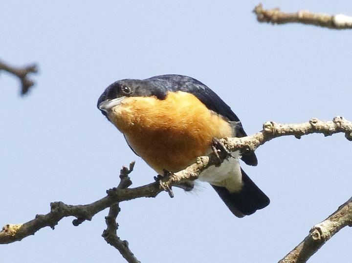 Violet-backed Hyliota
