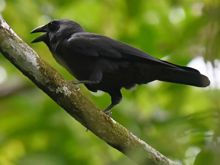 Violet Crow
