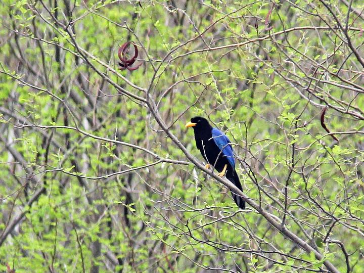 Purplish-backed Jay