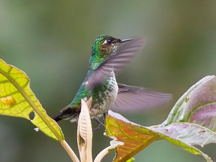 Purple-backed Thornbill