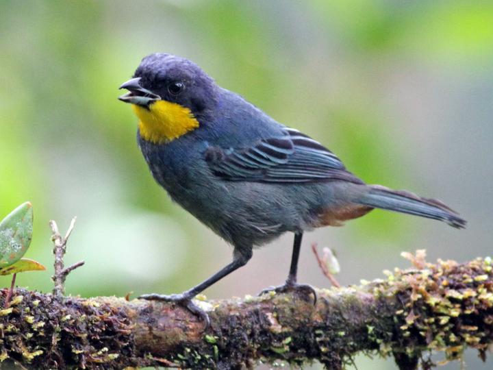 Purplish-mantled Tanager