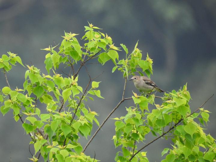 Chestnut-cheeked Starling