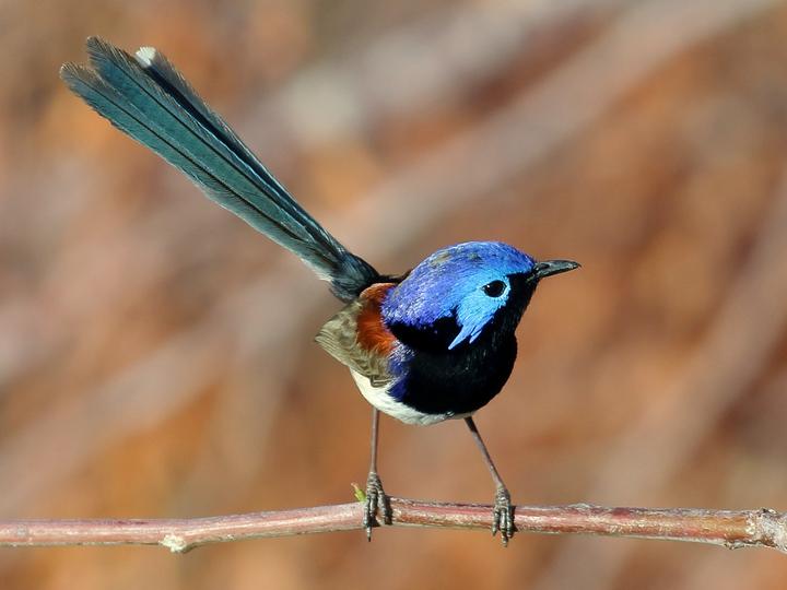 Purple-backed Fairywren