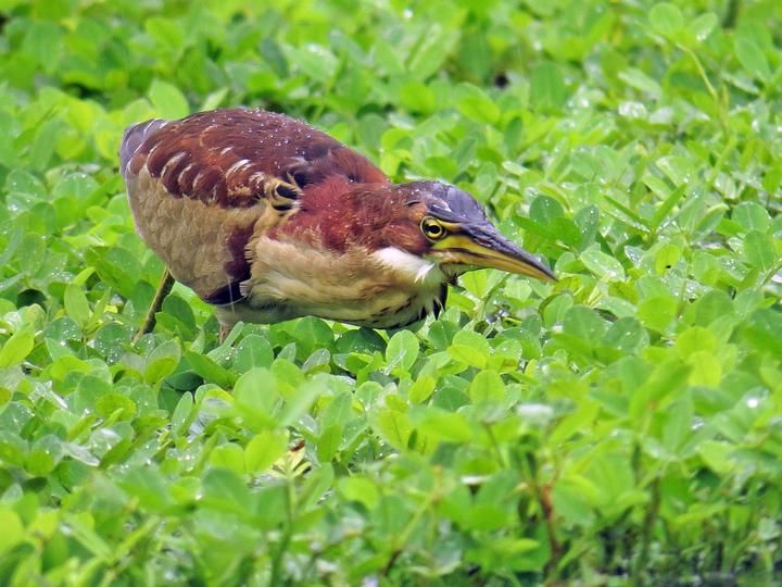 紫背苇鳽