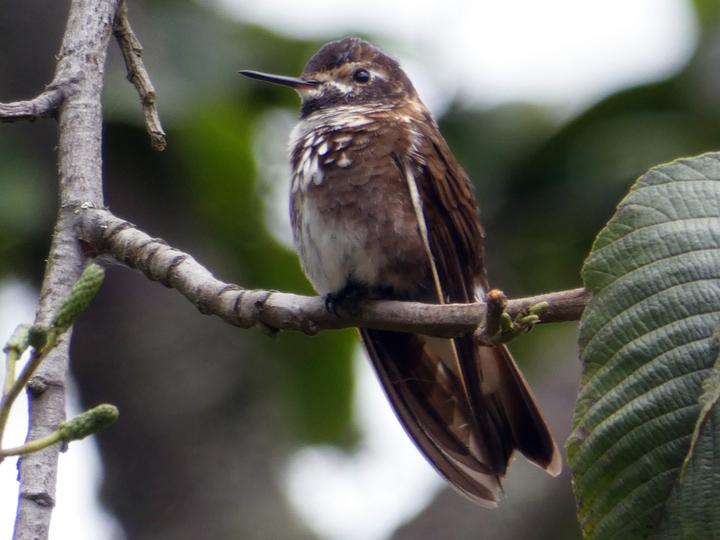 Purple-backed Sunbeam
