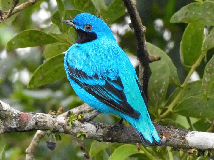 Purple-breasted Cotinga