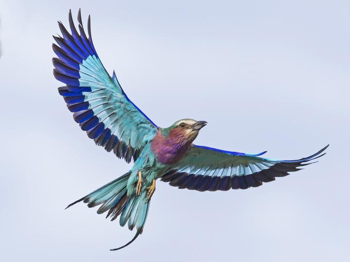 Lilac-breasted Roller