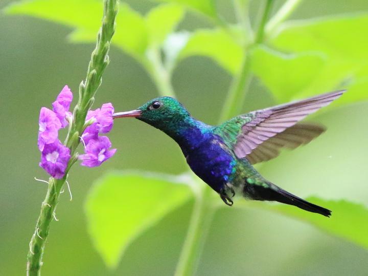 Violet-bellied Hummingbird