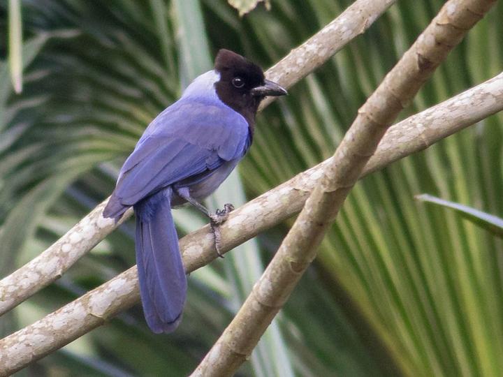 Violaceous Jay