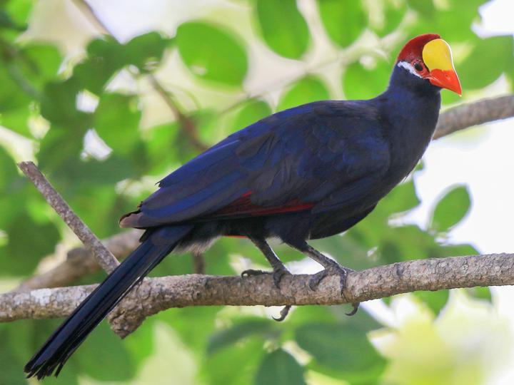 Violet Turaco