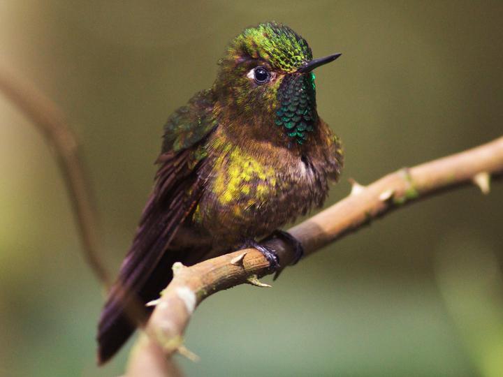 Tyrian Metaltail