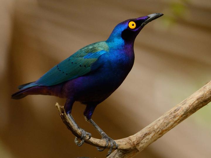 Purple Starling