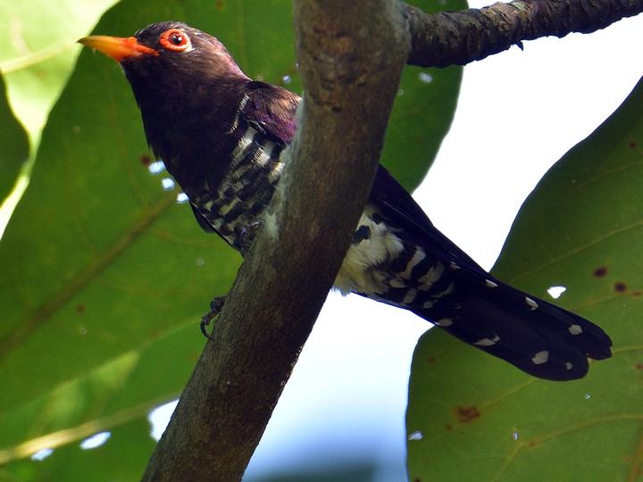 Violet Cuckoo