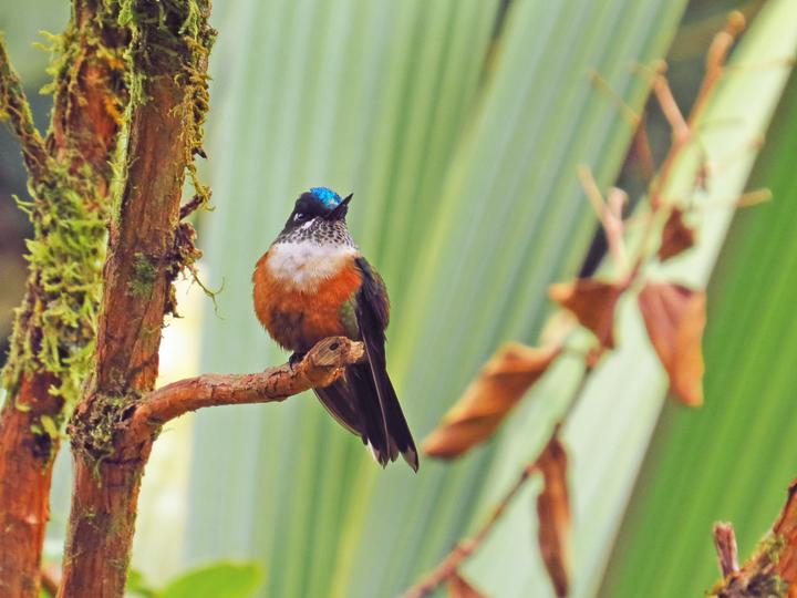 Violet-tailed Sylph