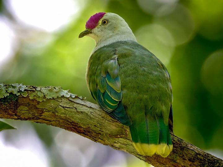 Crimson-crowned Fruit Dove