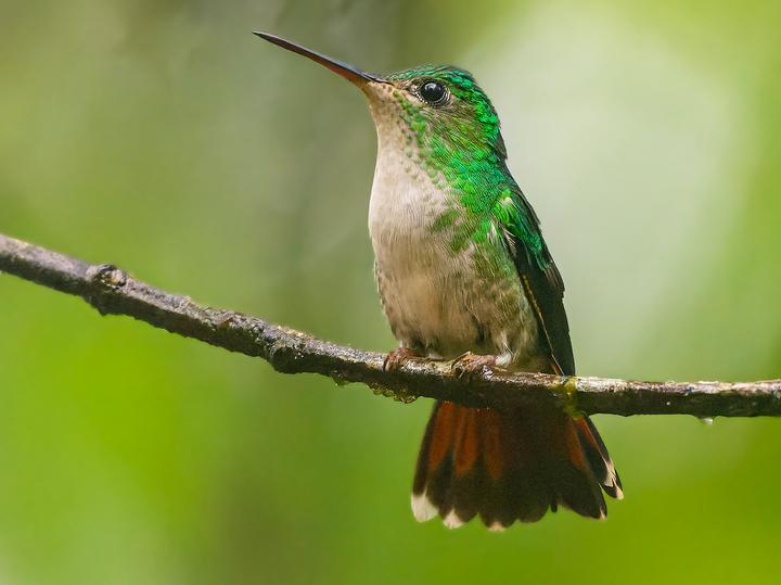 Violet-capped Hummingbird