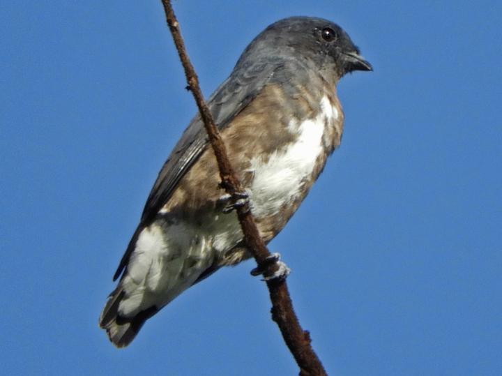 Dusky Purpletuft