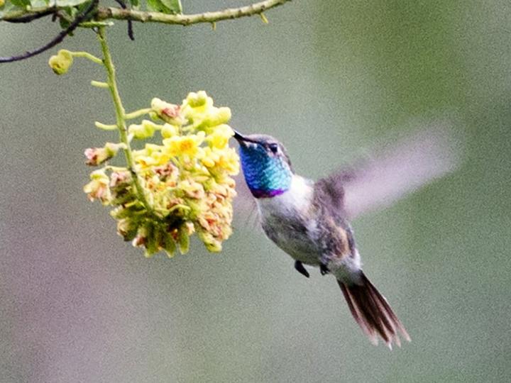 Purple-collared Woodstar