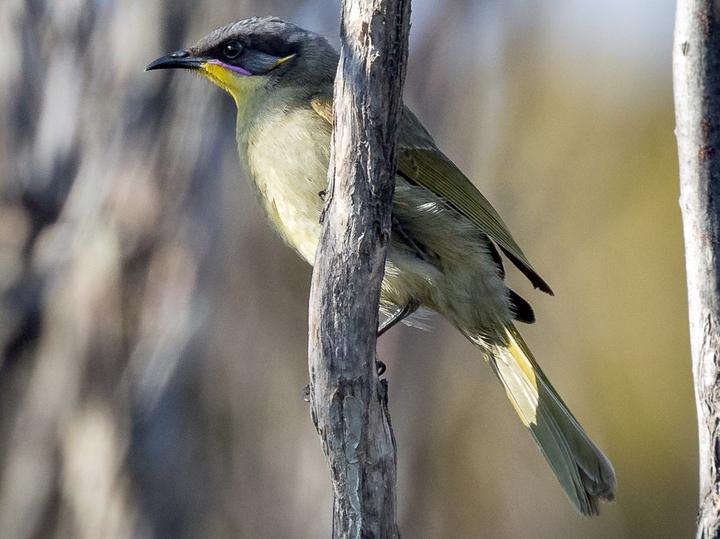 Purple-gaped Honeyeater