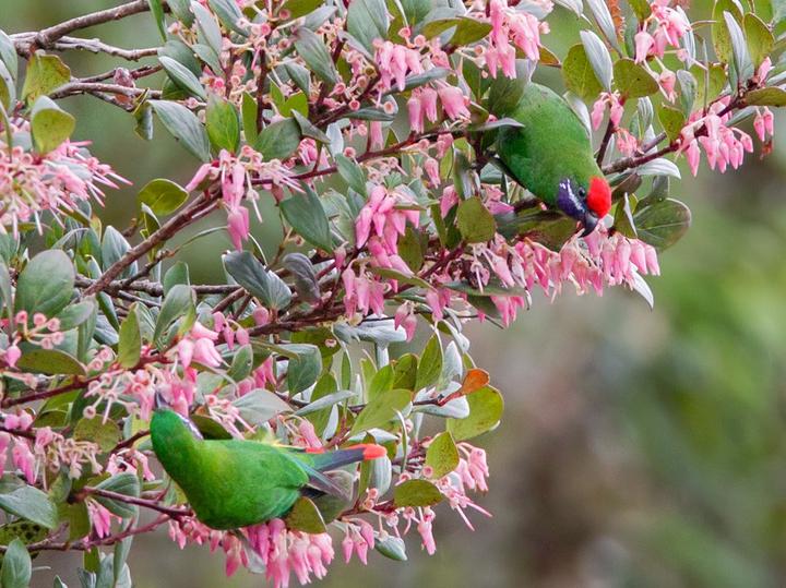 Plum-faced Lorikeet