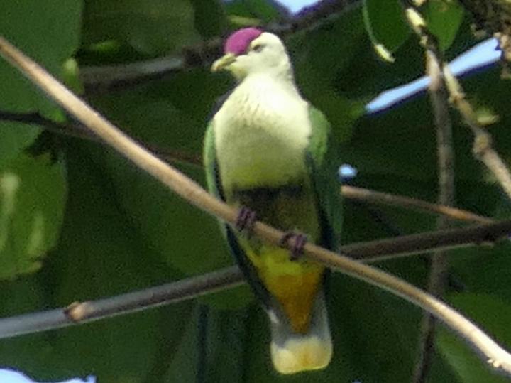 Purple-capped Fruit Dove