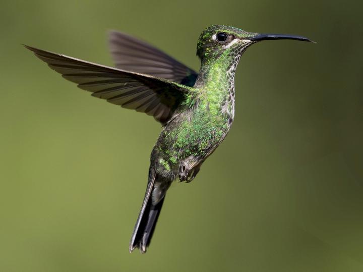 Violet-fronted Brilliant