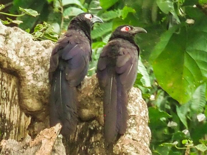 Violaceous Coucal