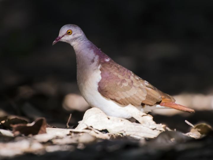 Violaceous Quail-Dove