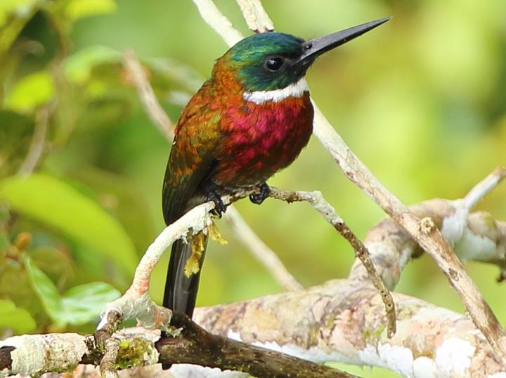 Purplish Jacamar