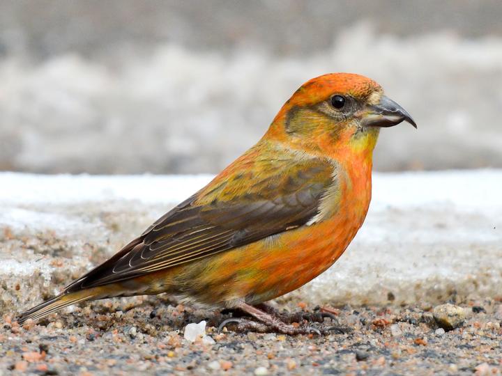 Red Crossbill