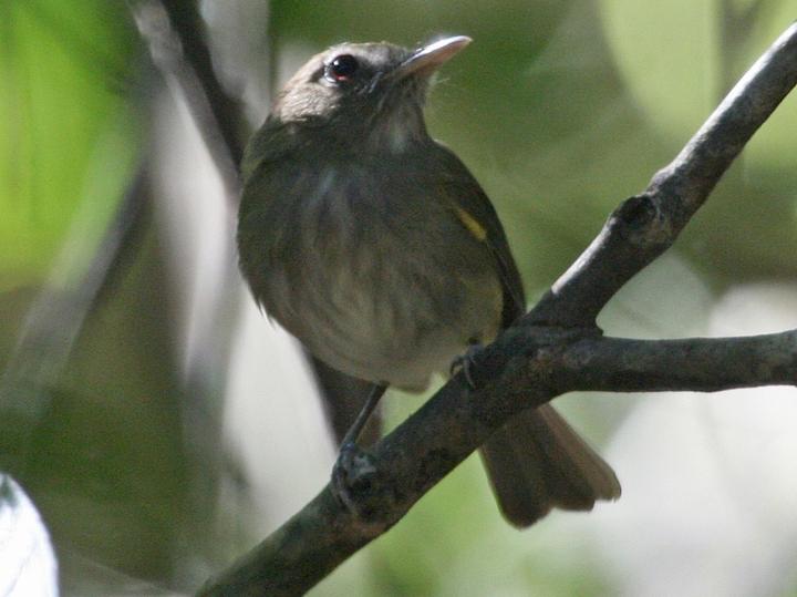 Flammulated Bamboo Tyrant