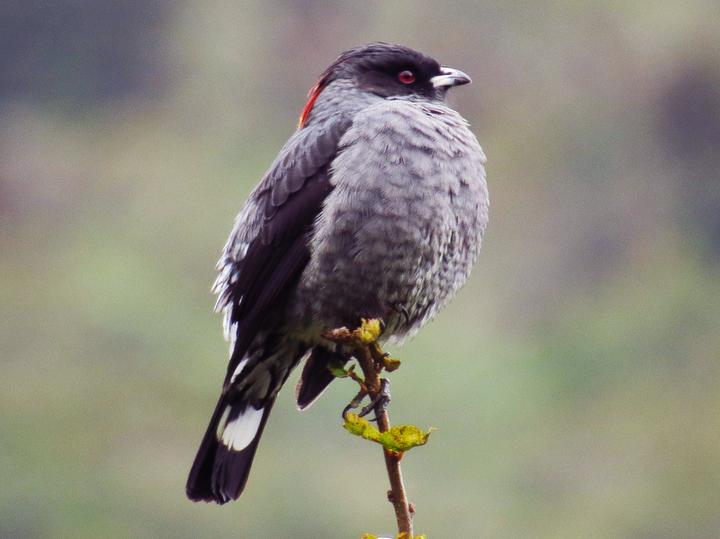 Red-crested Cotinga