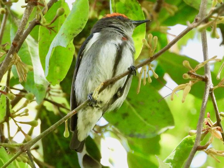 Crimson-crowned Flowerpecker
