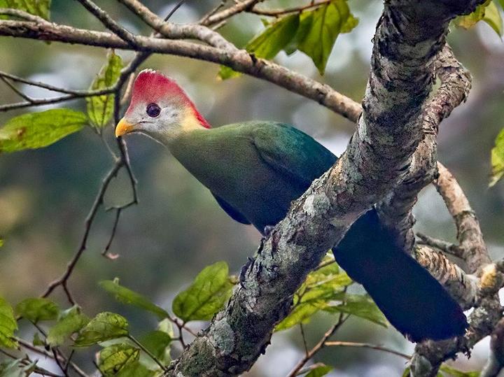 Red-crested Turaco
