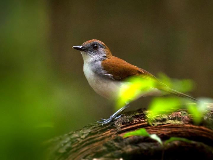 Fire-crested Alethe