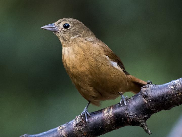 Ruby-crowned Tanager