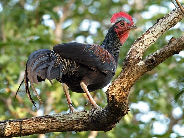 Red Junglefowl