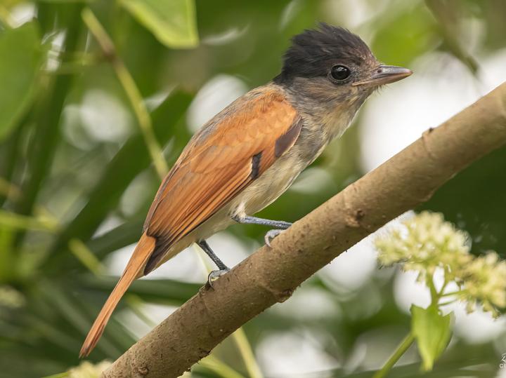 Rose-throated Becard