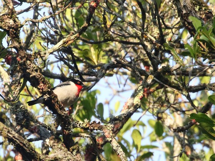 Cherry-throated Tanager