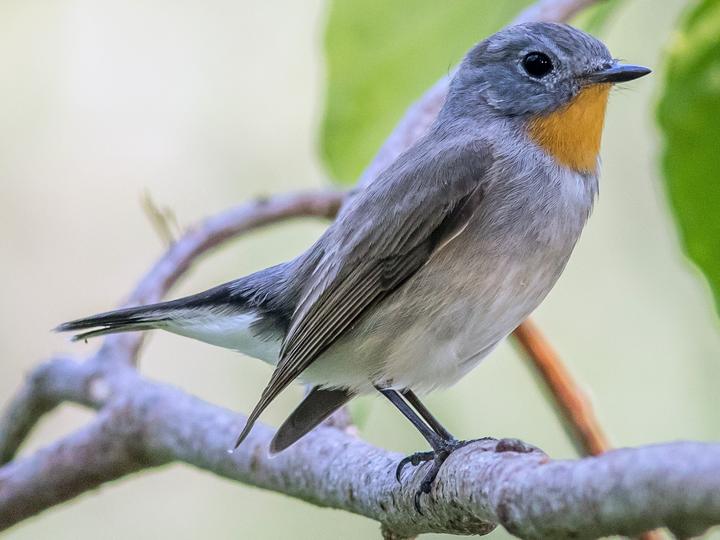 Taiga Flycatcher
