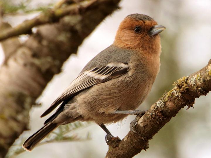Red-throated Tit
