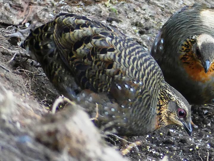 Rufous-throated Partridge