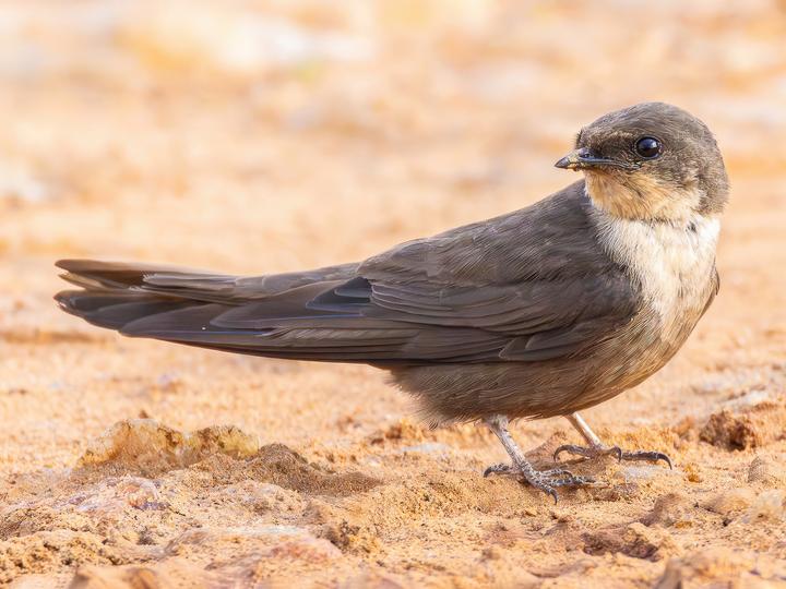 Red-throated Rock Martin