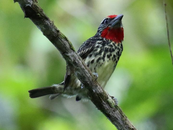 Black-spotted Barbet