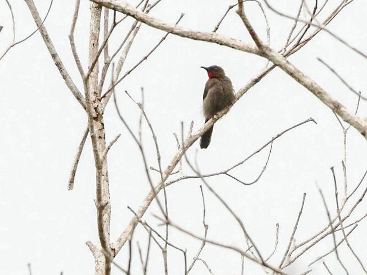 Ruby-throated Myzomela