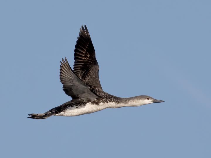 Red-throated Loon