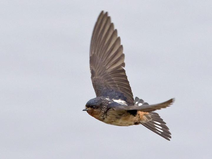 Red-throated Cliff Swallow