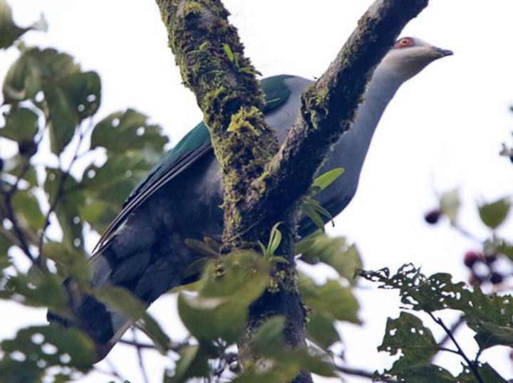Mindoro Imperial Pigeon