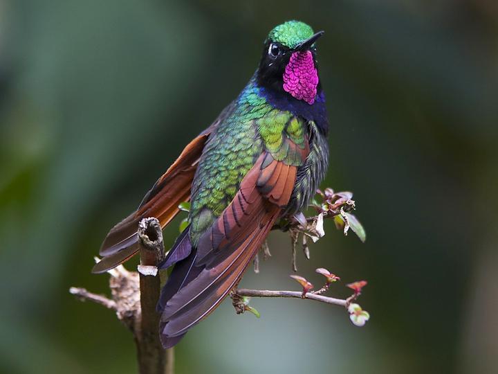 Garnet-throated Hummingbird