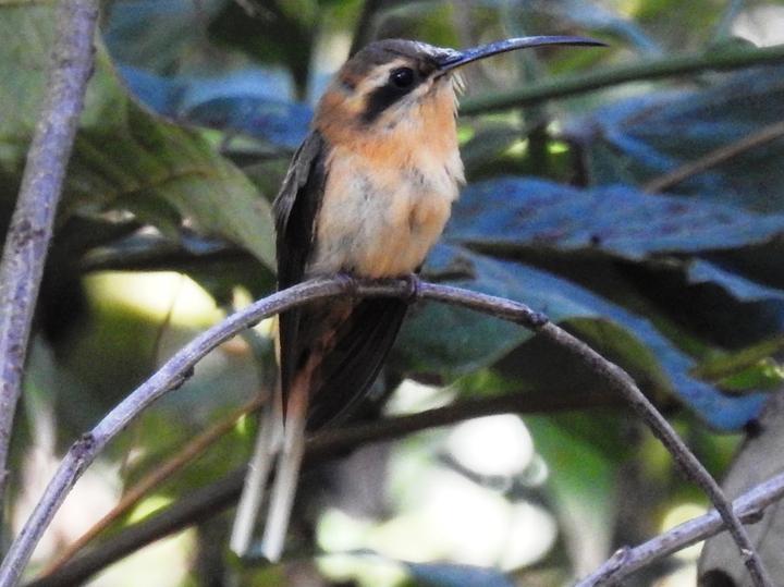 Cinnamon-throated Hermit